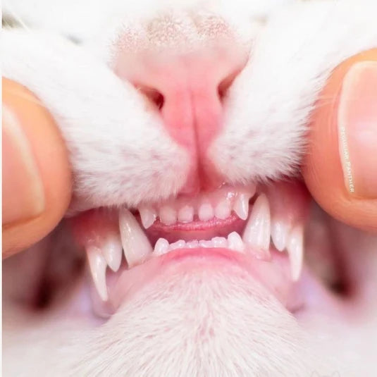 GESUNDE ZÄHNE FÜR DEINE KATZE
