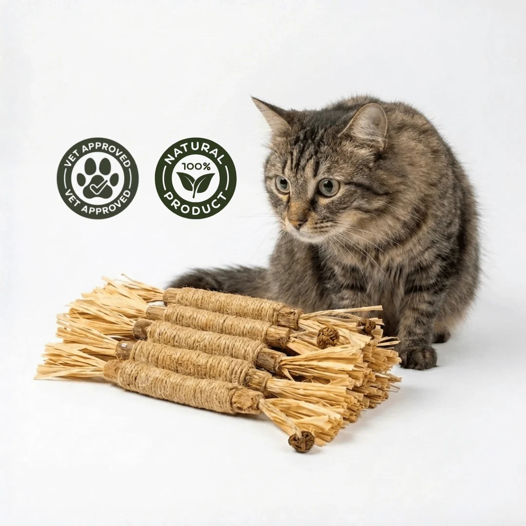 MieziSticks — Natürliche Matatabi Zahnpflege-Sticks für Katze