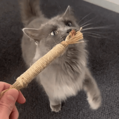 MieziSticks — Natürliche Matatabi Zahnpflege-Sticks für Katze